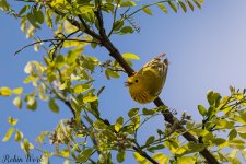 Yellow Warbler--5.jpg