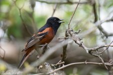 Orchard Oriole-.jpg