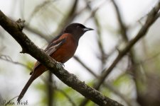 Orchard Oriole--2.jpg