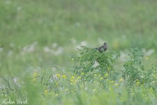 Red Winged Blackbird-.jpg
