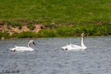 Trumpeter Swan-1624.jpg