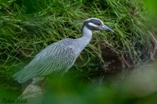 Yellow Crowned Night Heron-.jpg