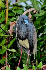 DSC_3202_001.JPG