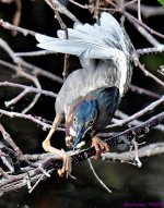 DSC_3292_001.JPG