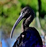 DSC_3369_001.JPG
