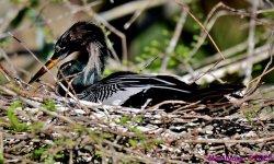 DSC_3375_001.JPG
