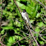 DSC_3392_001.JPG
