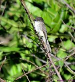 DSC_3396_001.JPG