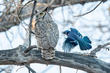 OwlJay-26.jpg