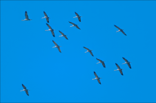 2025-02-26_11-15-11G2sT1.png