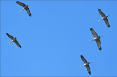 2025-02-26_11-16-27G2sT.png