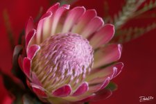 Flower_Bootcamp_02.jpg