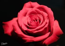 Flower_Bootcamp_03.jpg