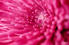 Flower_Bootcamp_05.jpg