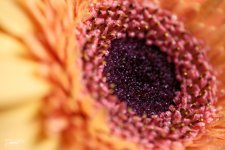 Flower_Bootcamp_06.jpg