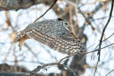 OwlTakeoff-26.jpg
