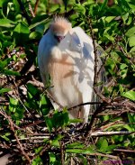 DSC_3409_001.JPG