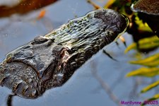DSC_3434_001.JPG