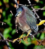 DSC_3474_001.JPG