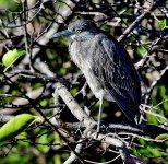 DSC_3447_001.JPG