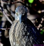 DSC_3458_001.JPG