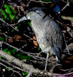 DSC_3465_001.JPG