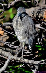 DSC_3471_001.JPG