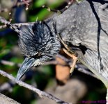 DSC_3477_001.JPG