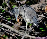 DSC_3485_001.JPG