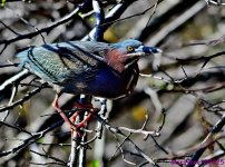 DSC_3521_stitch5_001.JPG