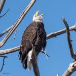 EagleCall-26.jpg