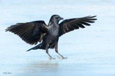 CrowIceLanding-26.jpg