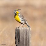 Meadowlark-34.jpg