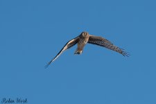 20250221-RD5_9427-Edit.jpg