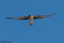 20250221-RD5_9429-Edit.jpg