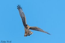 20250221-RD5_9434-Edit.jpg