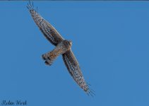 20250221-RD5_9435-Edit.jpg