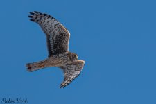 20250221-RD5_9438-Edit.jpg