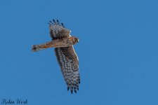 20250221-RD5_9440-Edit.jpg