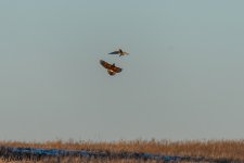 20250221-RD5_9541-Edit.jpg