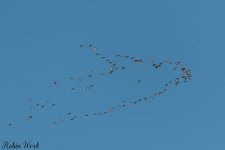 20250221-RD5_9504.jpg