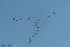 20250221-RD5_9551.jpg