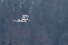 20250222-RD5_9661-Edit.jpg