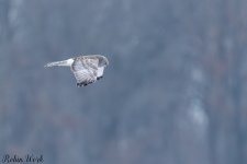 20250222-RD5_9662-Edit.jpg