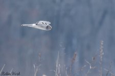 20250222-RD5_9664-Edit.jpg