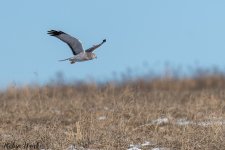20250222-RD5_9793-Edit.jpg