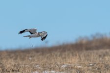 20250222-RD5_9804-Edit.jpg