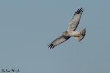 20250222-RD5_9867-Edit.jpg