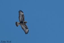 20250222-RD5_9751-Edit.jpg