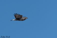20250222-RD5_9728-Edit.jpg